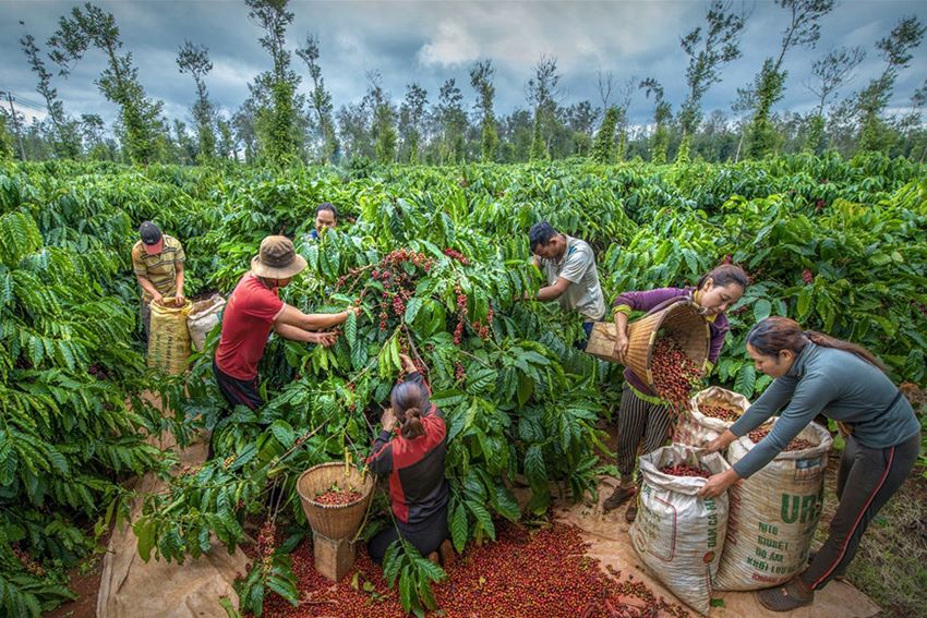 Robusta coffee growing areas in Vietnam producing the best Vietnamese coffee beans