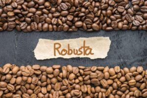 Robusta coffee bean